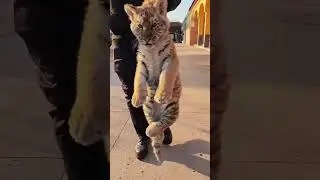 🐯🐯🐯Put me down quickly!😠😠😠 #tigercub  #tiger #kitten #foryou #fpy #cute #kitty #zoo #adorable
