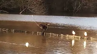 Cormorant shaking its cold wet wings!