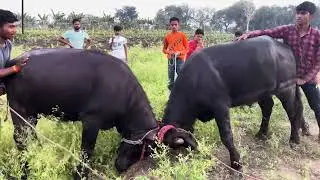 Jay Bajrang (Ghatak) dapora 🆚 kalu don dapora #hellokitakkar #padokitakkar