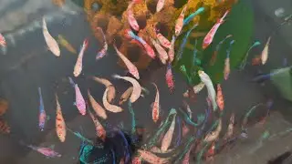 Thanh l&yacute; dọn hồ c&aacute; thủy sinh 5k/ 1 b&eacute; #bettafish #ca7mau #cadep