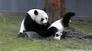 Bei Bei, Bei Bei! 10-03-16 (Bei Bei & Mei Xiang Having Fun!)