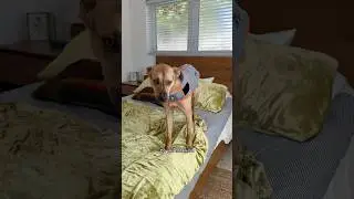 Футболка с надписью &laquo;Seeing is a thunder shirt&raquo; поможет моим спасенным щенкам справиться с тревож...