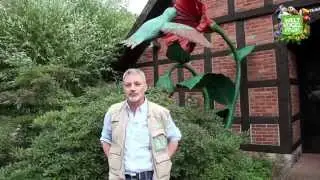 Zierliche Kolibris