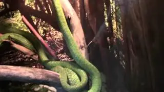 Зелёная Бойга / Green boiga