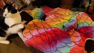 We got a LUCKITTY cat tunnel bed