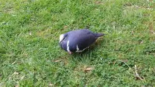 Willy Wonga Pigeon hooting and preening