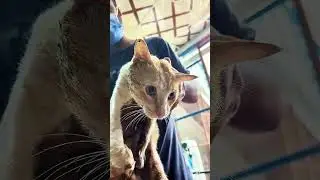 Meet the REAL Heroes of Our Animal Shelter | Emotional Behind The Scenes