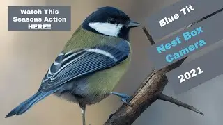 Blue Tit Nesting Box 2021