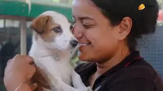 Transforming Lives: Indian Companies' CSR Initiatives for Animal Welfare | Cross Barriers