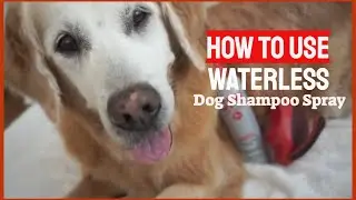 How to use CHI for Dogs Waterless Dog Shampoo Spray