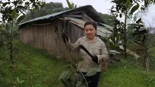 I weed the acacia tree - Daily life