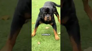 Le meilleur garde du corps au monde #rottweiler