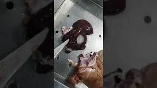 شرح عملي لبعض امراض الكبد ،والفرق بين كبدة الغنم وكبدة التيس(الماعز)