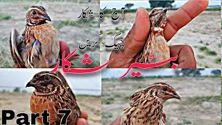Quail hunting in the Pakistan 2022 part 7 BATAIRSHOQ