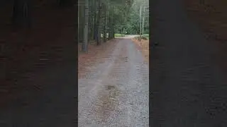 Coyote running off season training #hunting #coyote #deerdogs #walkers