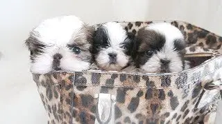 SOMEONE LEFT A BAG OF PUPPIES AT OUR DOORSTEP