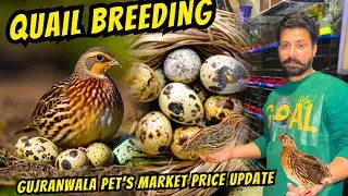 Quail (Btayr) Ki Farming Or Pet&rsquo;s Market price update || #minizoo #petmarket #quail @ShehriDihat1 