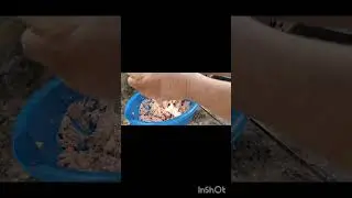 Ham Salad 