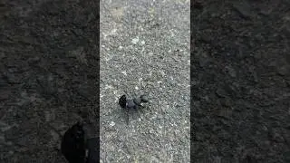 😉 devil's coach horse beetle