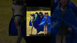 Last pony club comp for the year is a wrap! #ponyclub #showpony #equestrian #pony #ponyriding