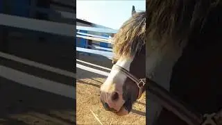 HORSE WITH AWESOME MANE