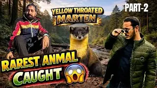 😱 RARE Yellow Throated Marten SPOTTED in Lansdowne Jungle! Tiger Zone Camping GONE WILD 🔥🐾