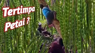 Petualangan di hutan, manjat petai di hutan #adventure #survival #hutan #petai#food 