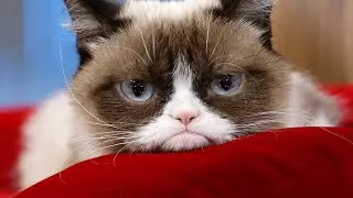 THE DEATH OF GRUMPY CAT