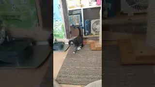 Panther - Highland Lynx - Highlander Kitten  
