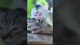 Kiss me!!🤣😅#shorts #monkey #cat #monkeys #cats #love #bestfriend #kiss #kissing #animals #viral