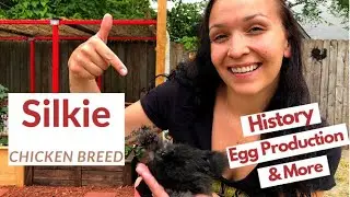 Silkie Chicken Breed - Backyard Chickens