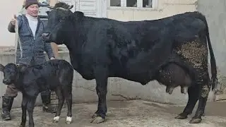 +992927901599 Моли Гигант Тозза Чорнопиёстри Оча Бача аз Ферма 21.января 2025 г