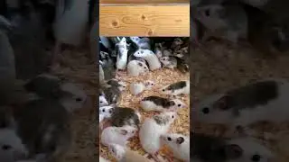 Tons Of African Soft Furs