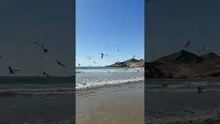 Birds chirping at Kund Malir beach #kundmalir #balochistan