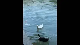 это не марозит