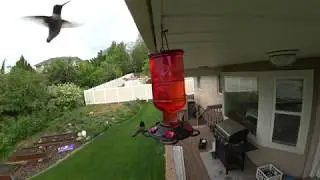 Hummingbirds in 4K