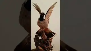 Top 7 Most Beautiful Bird Sounds for Sleep & Focus | Birds Singing Without Music in the Forest#bird