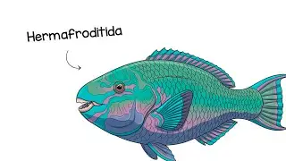 Porque é HORRÍVEL nascer como um Peixe-papagaio ?