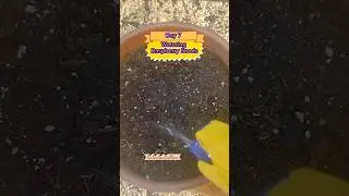 Growing Raspberries Seeds | Day 7