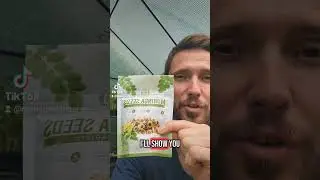 Moringa Seed as food. #moringa #moringaseeds #moringatree #seeds
