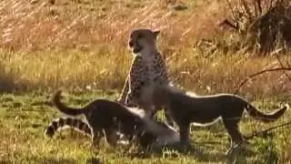 Big Cat Diary Series 4  Episode 4 Part B HD