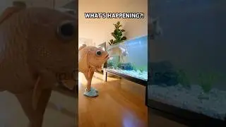 The Fish Came to Watch the Cat Swim 🐟😼 #funny #oddprocess
