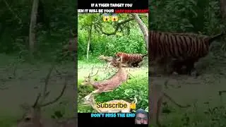 Tiger V/S Deer #viralshorts #viralytshorts #shorts #animalshorts #ytshorts #wildlife #animal #tiger😱