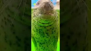 #Cute animals #work #sofanny #usa