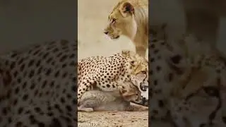 &lrm;🌍 **Cheetah Family in Danger: How You Can Help Save Them!** 🐆