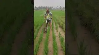 Weeding in the rice field by using a brush cutter