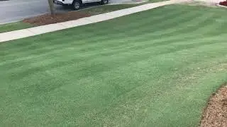 Tifway 419 .25&rdquo; HOC