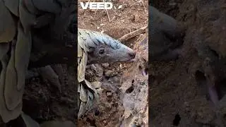 Pangolin Eating Termites