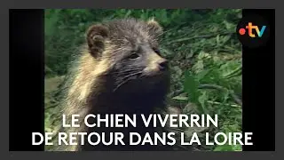 Le chien viverrin de retour dans la Loire