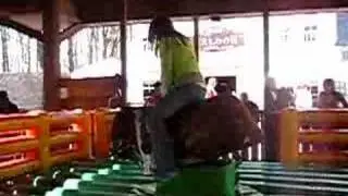 Rodeostier in Walibi